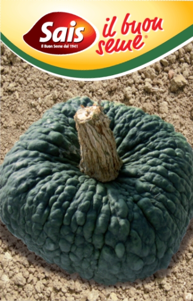 Tekvica Marina di Chioggia cca 6 g semien